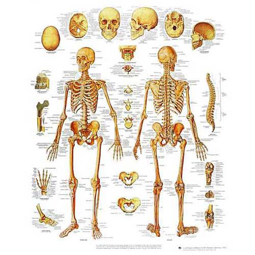 Poster skelet
