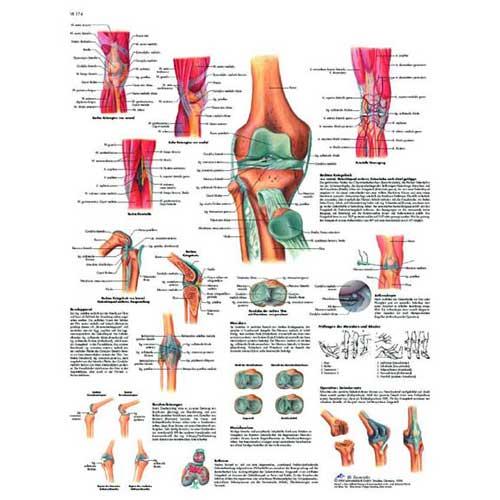 Anatomische poster - kniegewricht