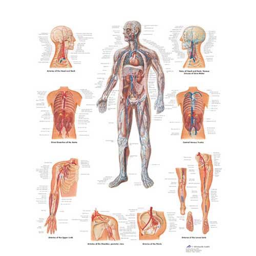 Anatomische poster - bloedvaten