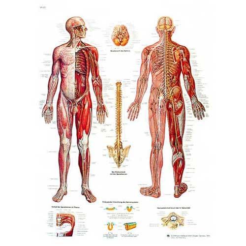 Anatomische poster - zenuwstelsel