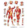 Affiche muscles