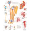 Anatomische poster - schouder en elleboog 