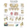 Affiche anatomique - Bassin et hanche