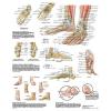 Anatomische poster - voet en enkel 