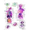 Anatomische poster - lymphensysteem
