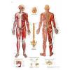 Affiche anatomique - Système nerveux